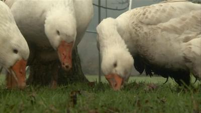 Geese on a farm in Great Witley, Worcestershire