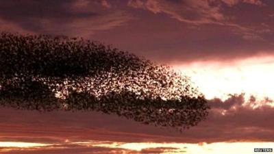Birds from Russia and eastern Europe form what is known as murmurations, grouping together to create a spectacular show in the Middle Eastern sunset.