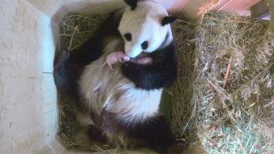 Panda mum Yang Yang with twins