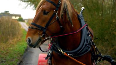 Suffolk punch