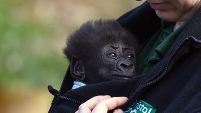 Baby Afia, who is being reared by humans