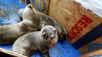 Sea lions