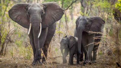 elephants