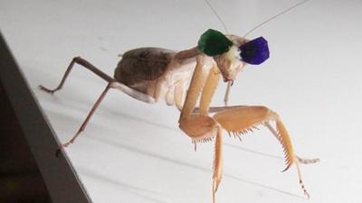 Praying mantis fitted with 3D glasses