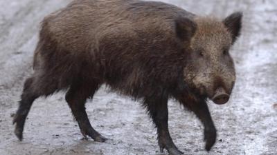 Wild Boar