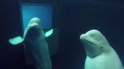 Beluga Whales in their pool