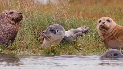 Seals.