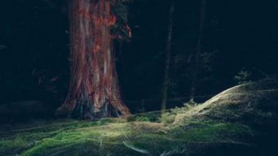 A clip of Treehugger:Wawona