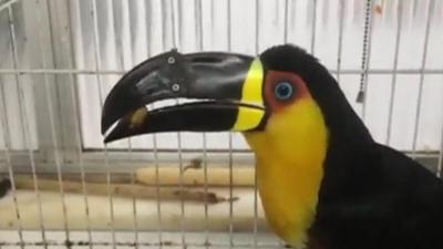 Tieta, the toucan with a prosthetic beak