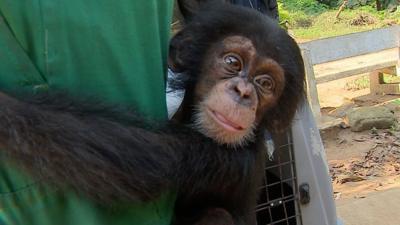 A baby chimp who was rescued and given a new home