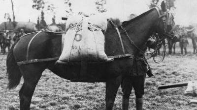 A pack horse used by British forces during World War I, Belgium, circa 1916.