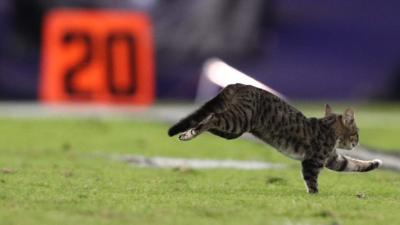 Cat on the pitch in Baltimore