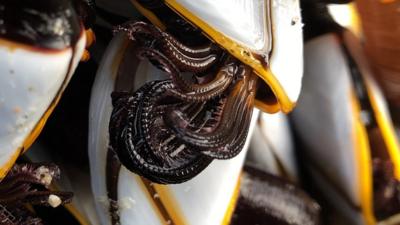 Goose barnacle