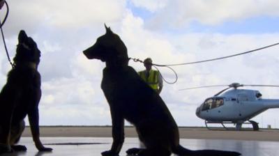 Three dogs have been trained to save endangered African animals from poachers