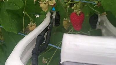 The raspberry picking robot