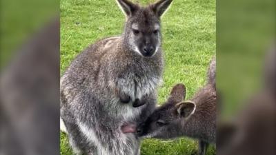 Hermione with her joey and its dad, Darwin