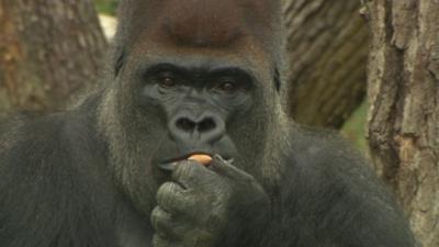 Kumbuka the gorilla