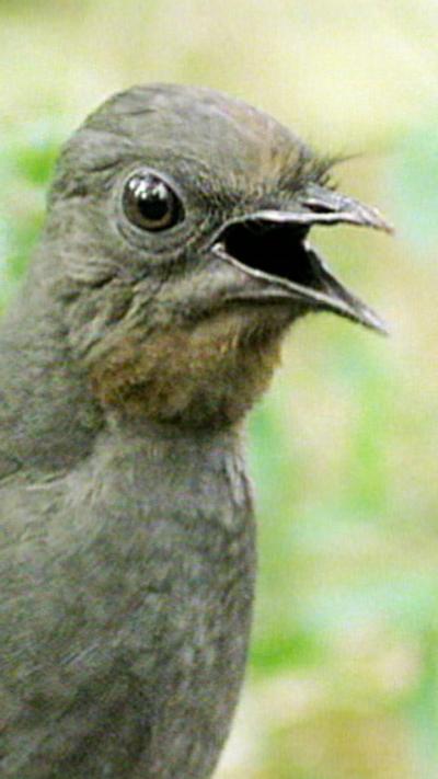Close-up of a brown superb lyrebird on the ground in a woodland clearing with brown and black eyes. Its sharp beak is open at it sings