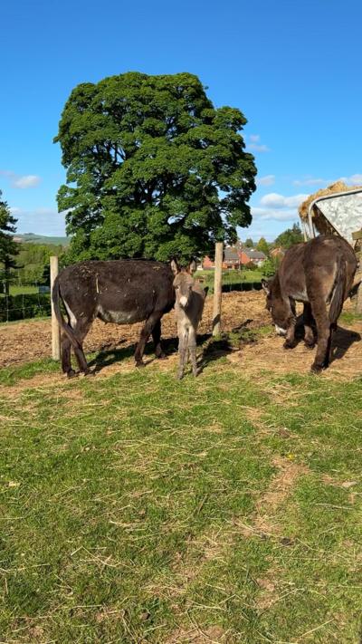 Grey donkey foal stands in a field with a brown donkey mother either side of it 