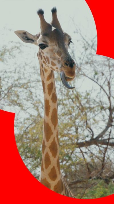 A giraffe sticking its long tongue out. It is standing in front of some trees.