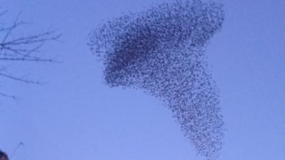 A starling murmuration. Thousands of birds can be seen against the sky at dusk.