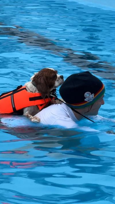 Woman swims in a swimming pool, with her dog on her back, the dog is wearing an orange life jacket