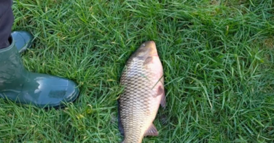 A large fish lies on grass. A person is stood next to it in wellington boots which look to be about two thirds of the size of the fish itself.