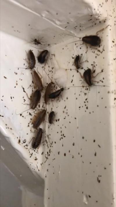 Small and big brown cockroaches on a white wall.
