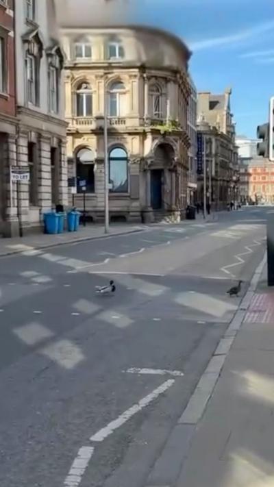 Ducks crossing the road in Hull's Old Town
