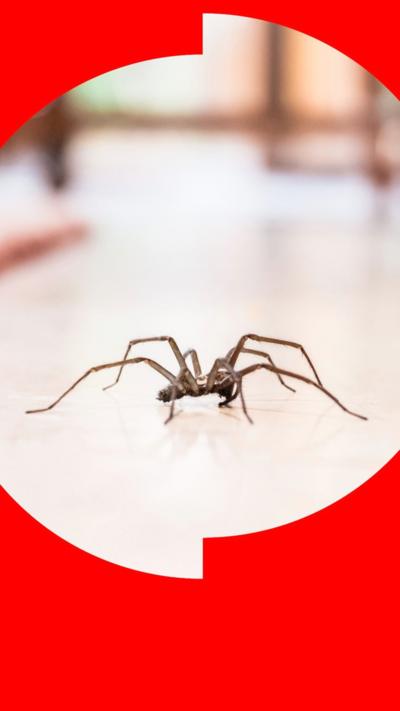 A common house spider on a white tile floor