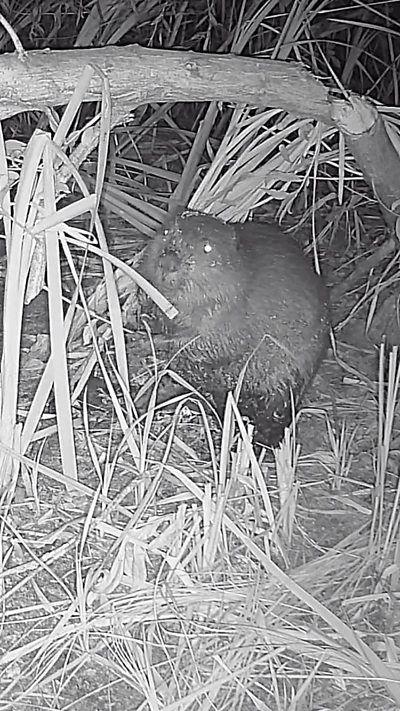 Black and white image of a beaver under a chewed up log.