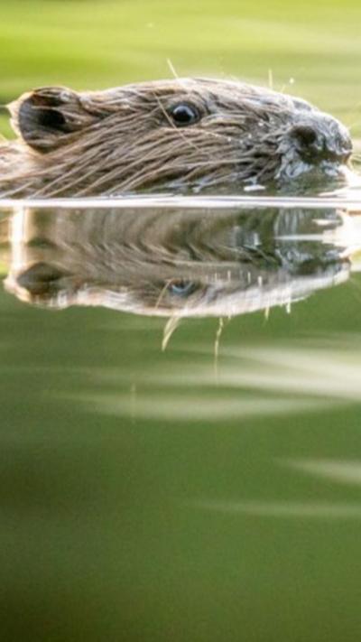 A beaver swimming in a river. You can only see the top of its head and nose and the rest of their body is submerged in water.