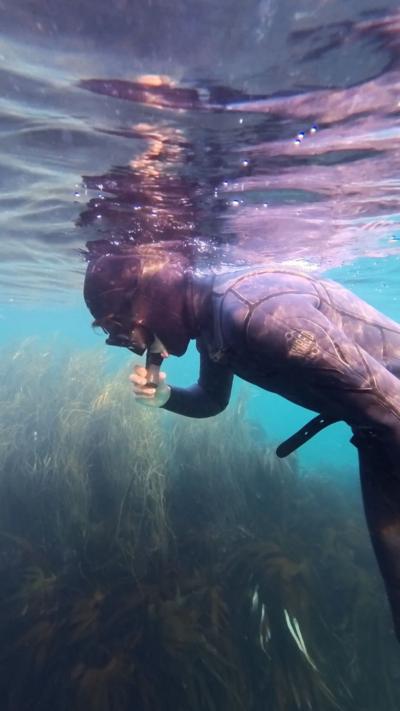 A diver snorkelling under the water with seagrass beneath 