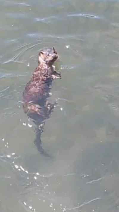 Otters swimming in River Freshney