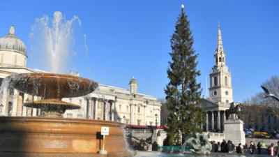 Trafalgar Square Christmas tree