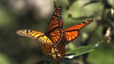 Monarch butterflies