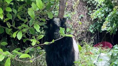 The animals have been coming down from former quarries to Llanberis, Gwynedd, to graze