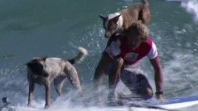 Chris and his dogs surfing