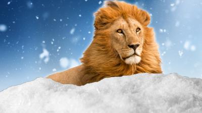 lion-in-snow.