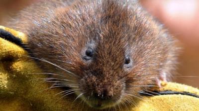 Water vole