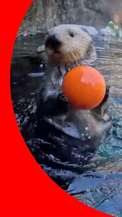 An otter with an orange ball swims toward a 'net' made of stone