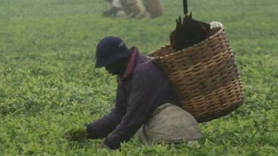 Picking tea