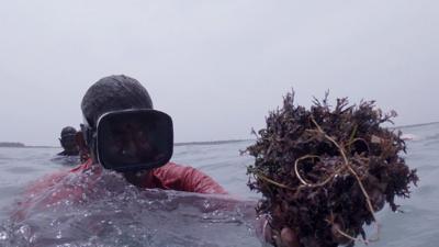 A woman collecting seaweed