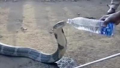 Snake drinking water