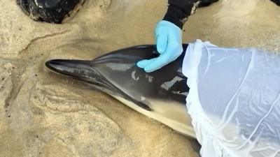 Dolphin stranded on a beach