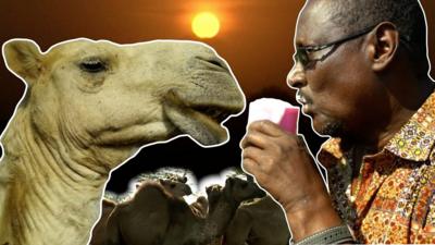 Camel milk business in Kenya thriving