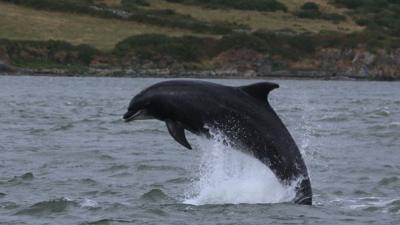 Bottlenose dolphin