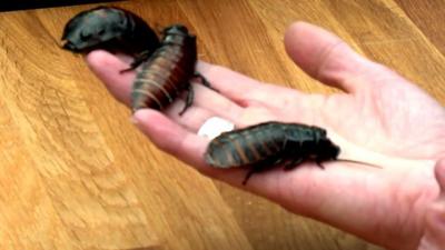 Cockroaches on a hand