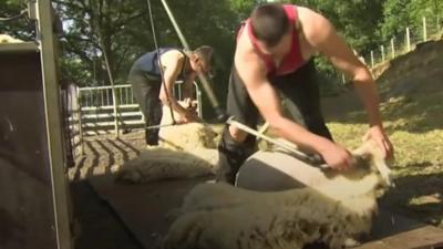 Sheep shearing