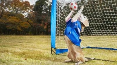 Purin, a nine year-old female beagle, catching football